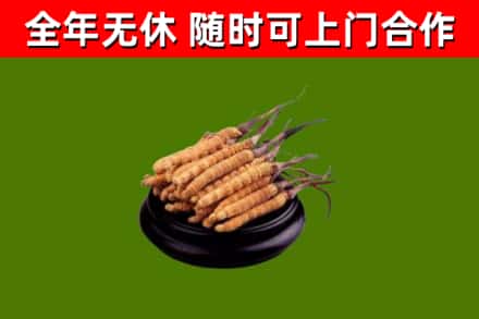 临猗县回收冬虫夏草