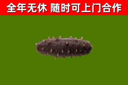 临猗县回收海参干